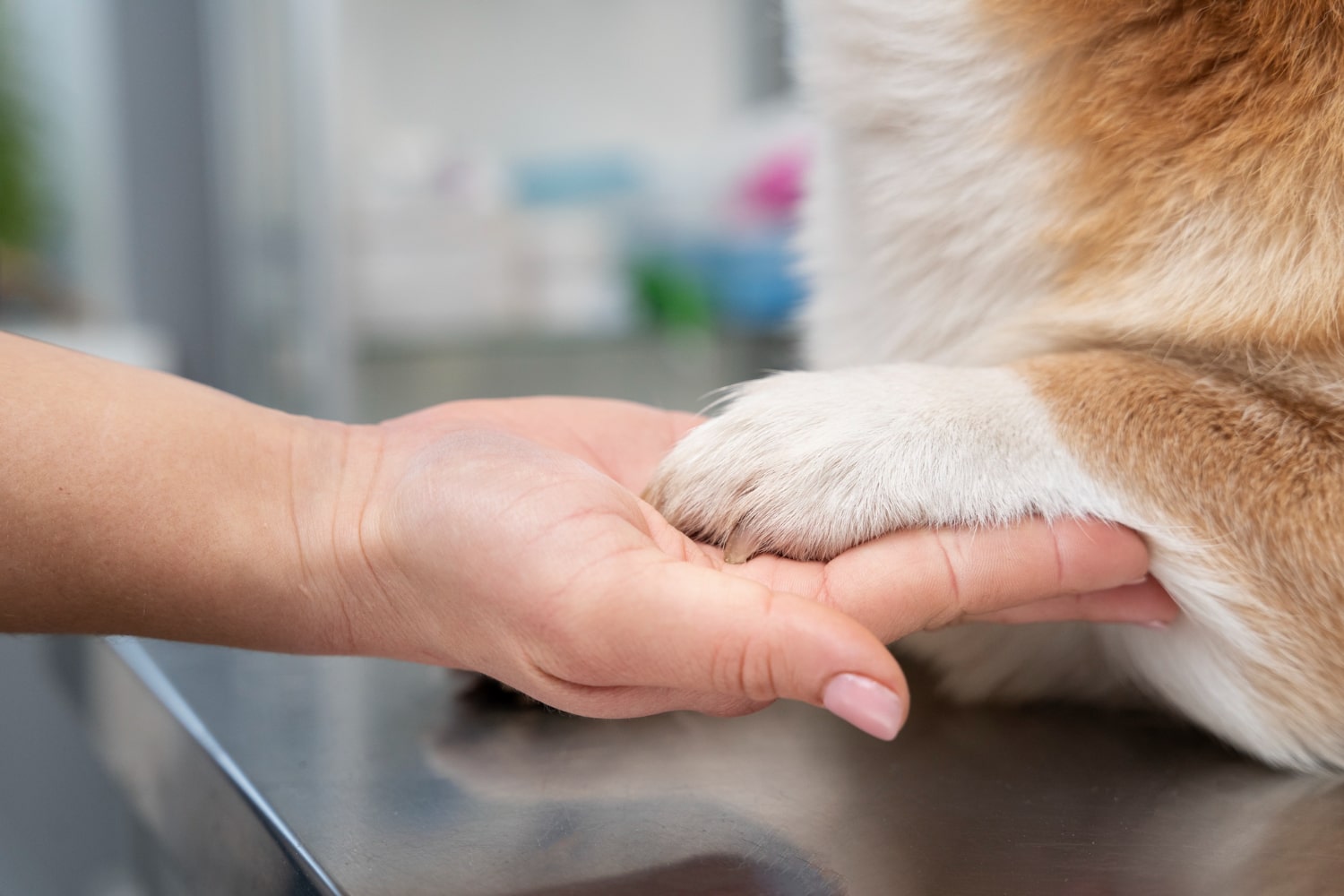 How To Use Paw Wax on Your Dog