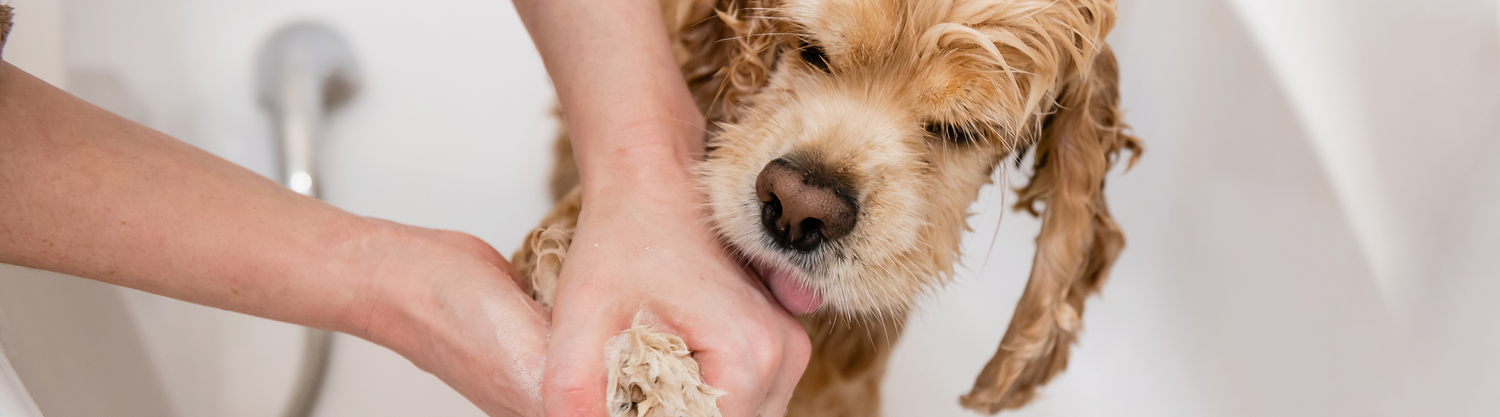 gentle dog shampoo bottle designed for routine grooming helping cleanse coat safely and support healthy balanced skin