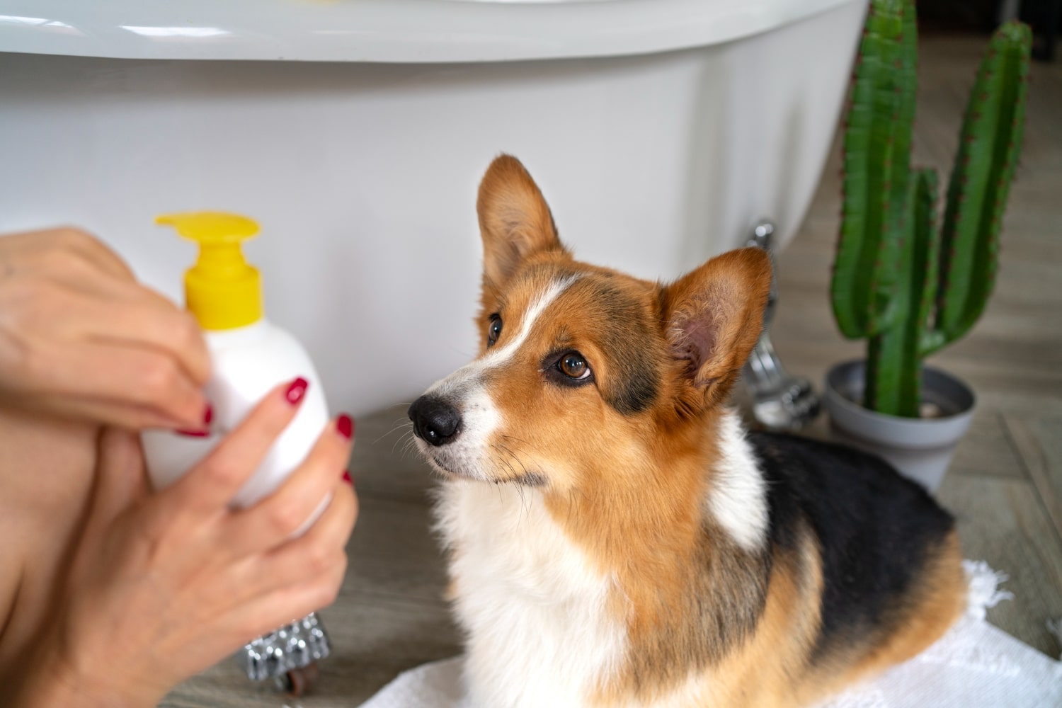 How to Choose the Best Anti-Itch Shampoo for Dogs