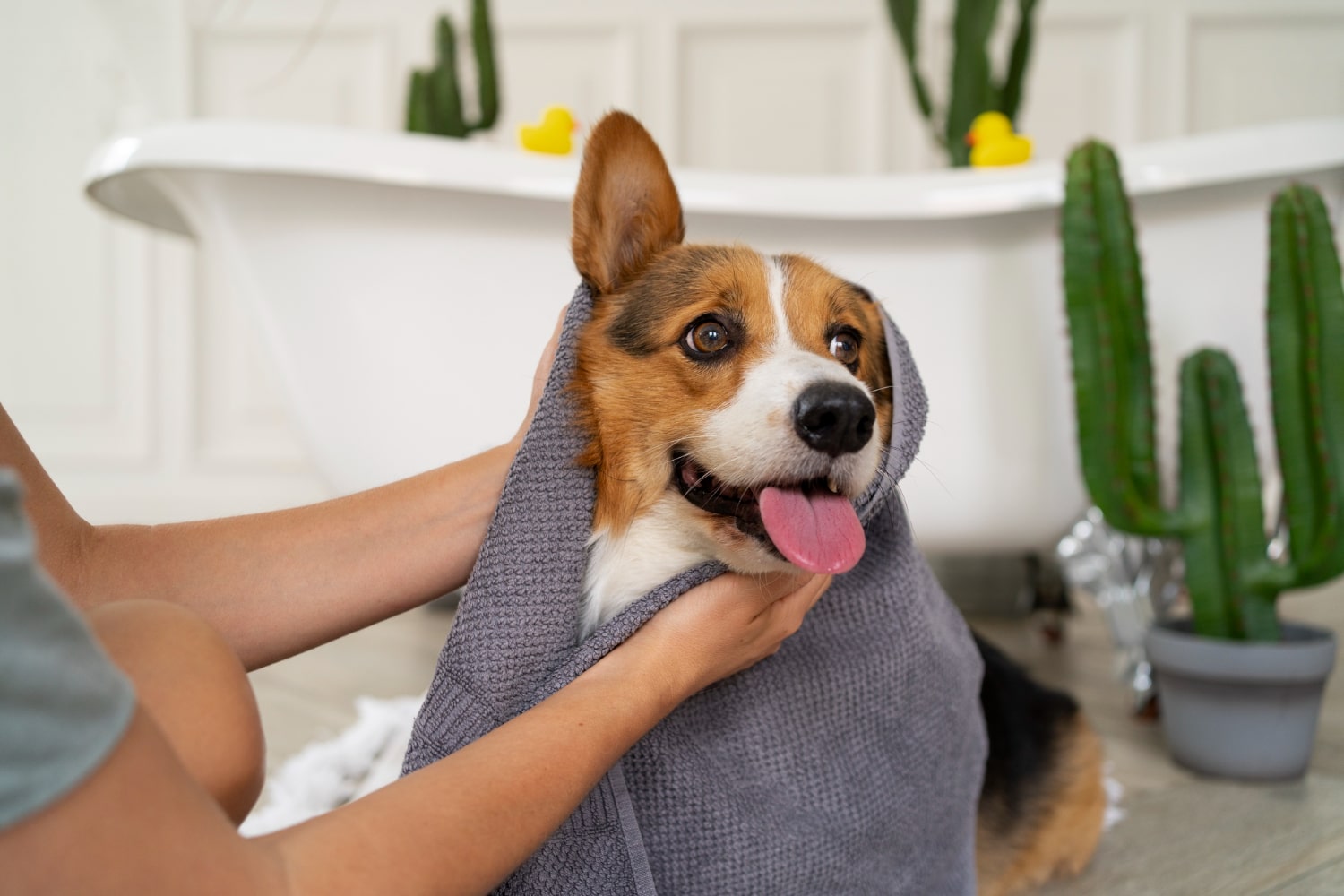 Best Dog Shampoo for Sensitive Skin