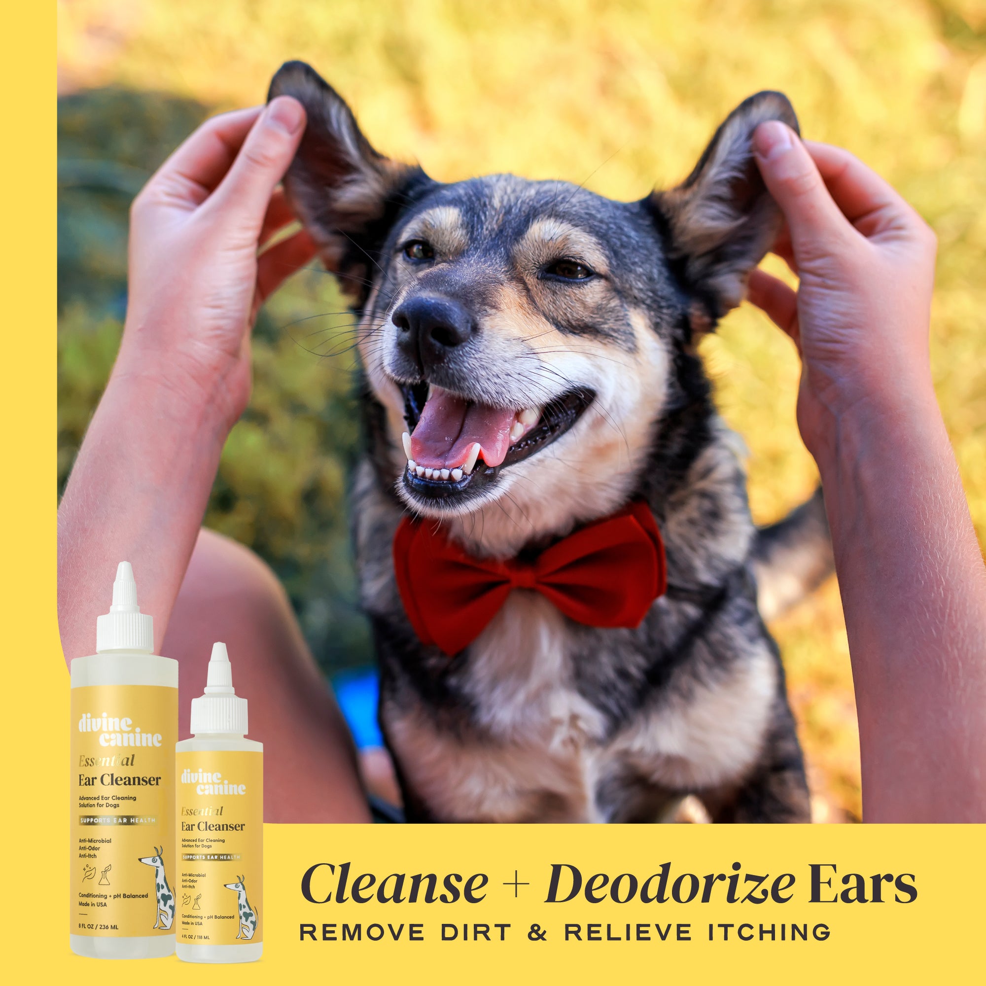 cleaning dog ears using Essential Ear Cleanser