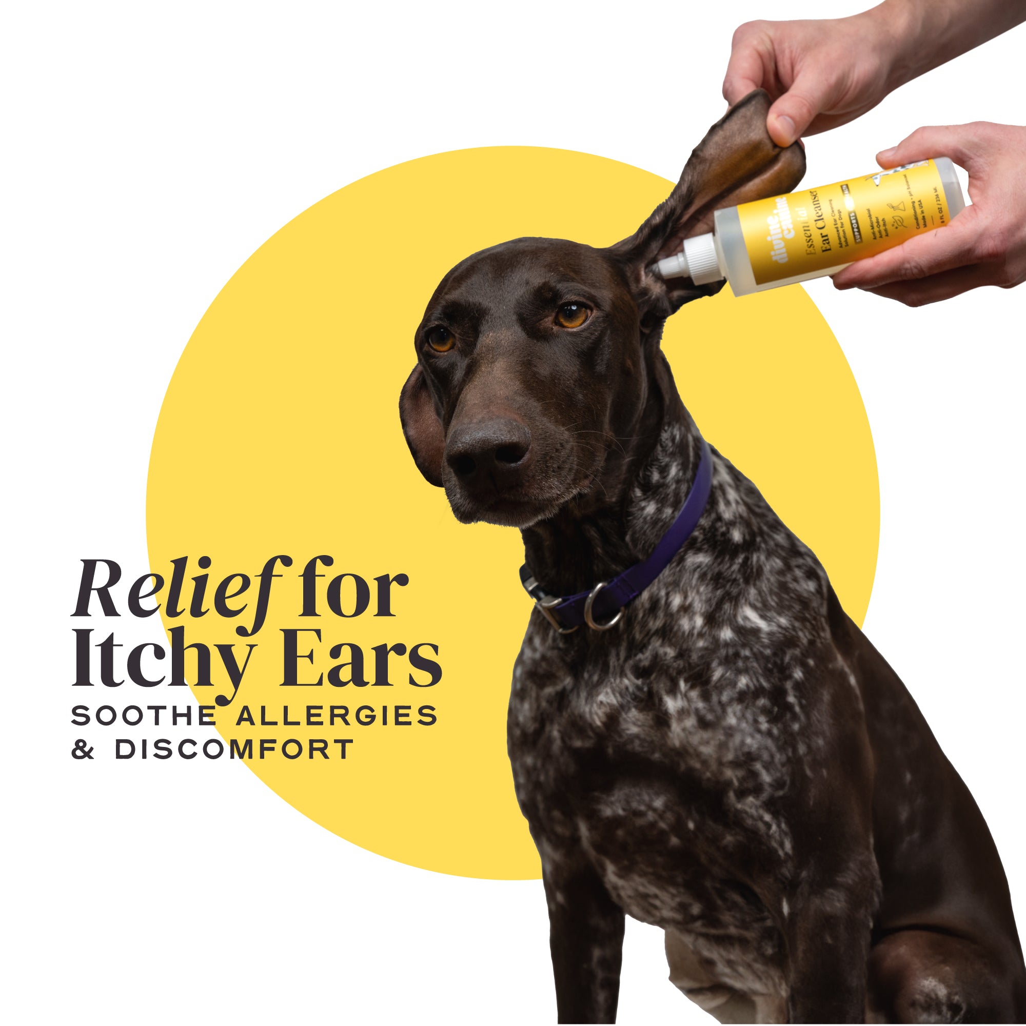 using Essential Ear Cleanser on a dog